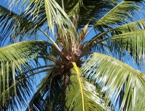 Blue Sky, Coconut Tree, Palm, Caribbean, palm tree, palm leaf thumbnail