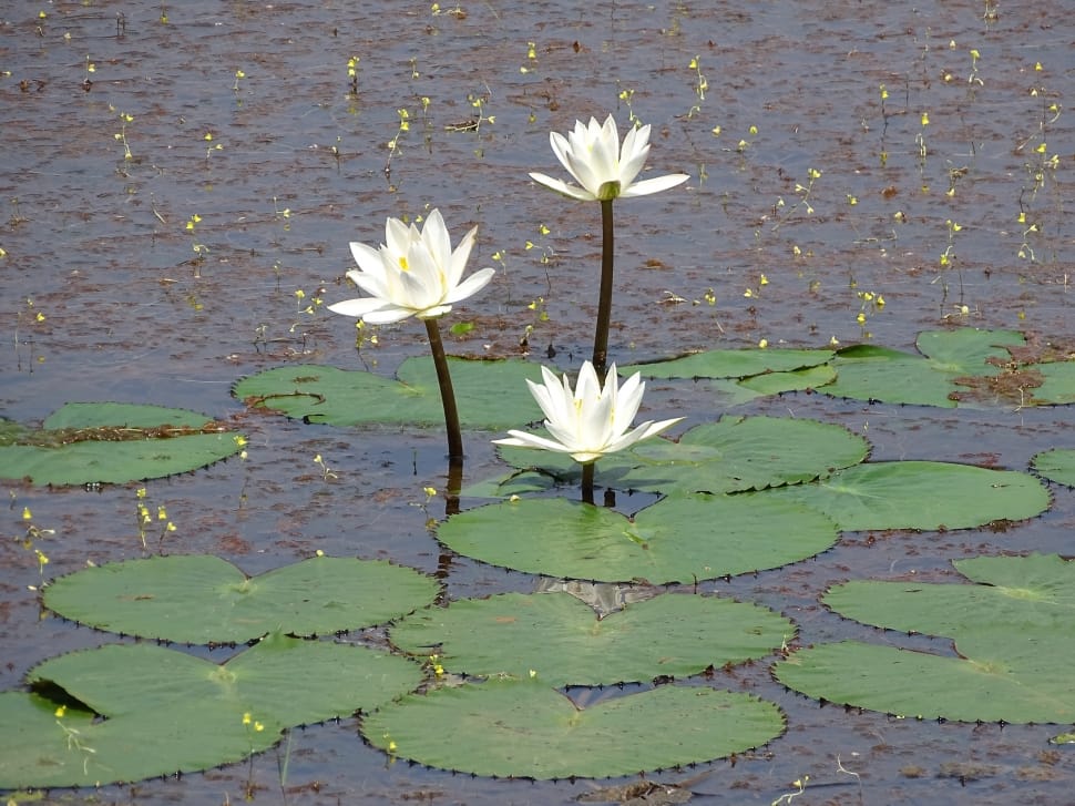 Flower, Lilly Pond, Lily, White, Lake, flower, nature preview