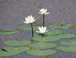 Flower, Lilly Pond, Lily, White, Lake, flower, nature thumbnail