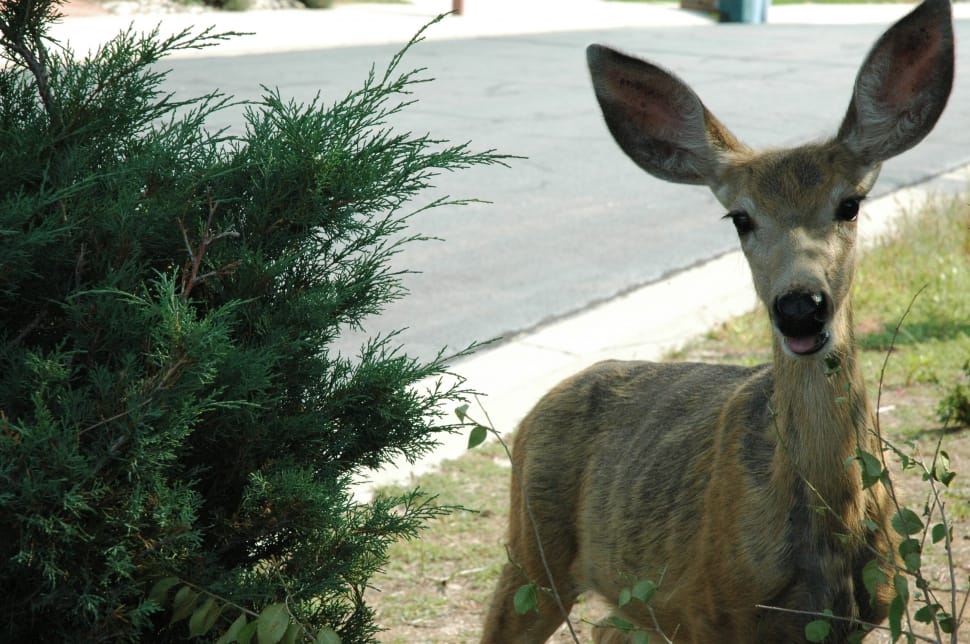 Deer, Deer In The Headlights, Animal, one animal, domestic animals preview