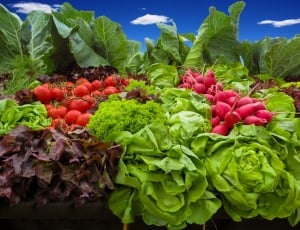 Salad, Radishes, Tomatoes, Vegetables, vegetable, green color thumbnail