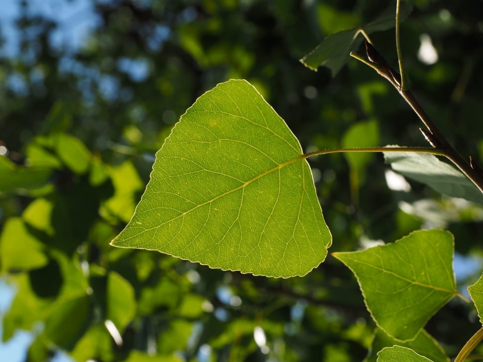 Leaf, Tree, Poplar Leaf, Leaf Veins, leaf, green color preview