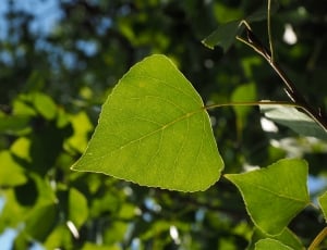 Leaf, Tree, Poplar Leaf, Leaf Veins, leaf, green color thumbnail