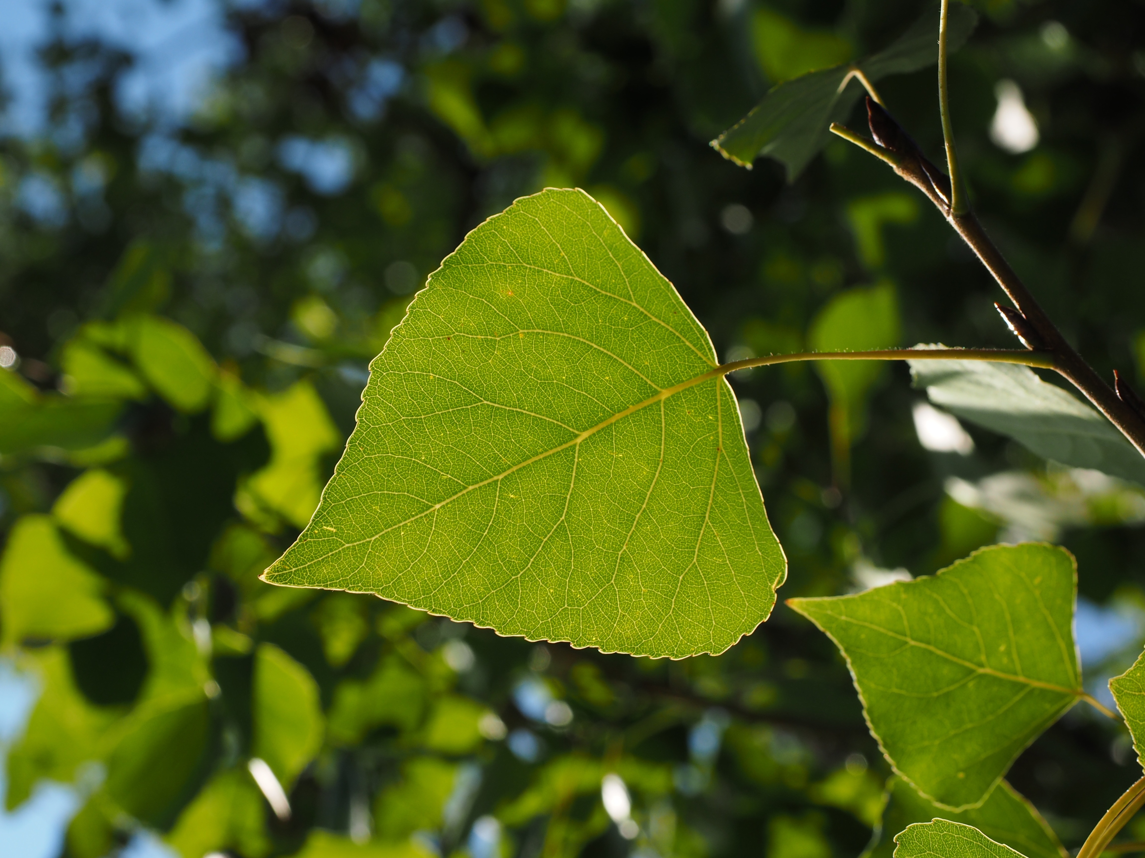 Leaf, Tree, Poplar Leaf, Leaf Veins, leaf, green color