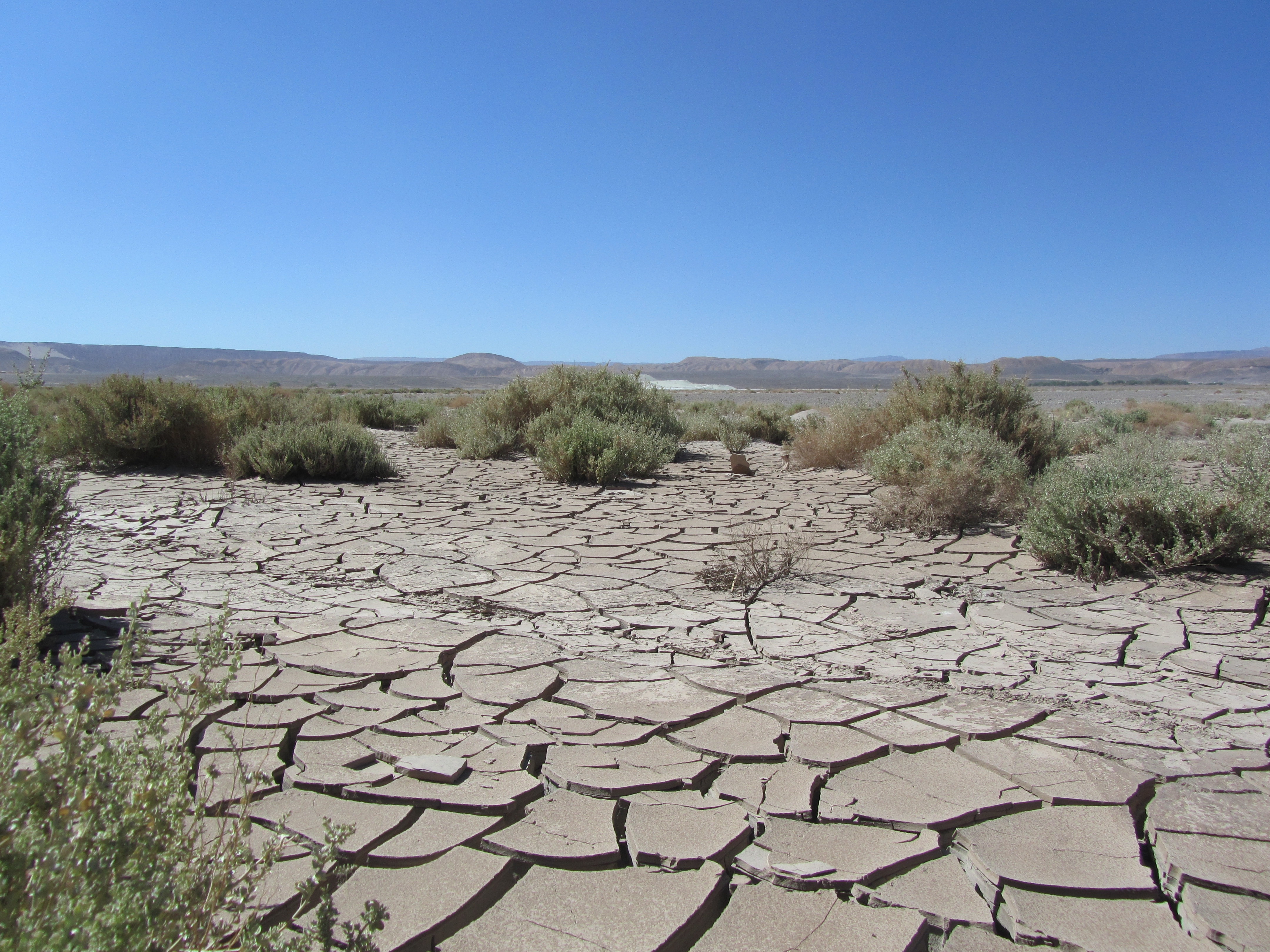 Высохли в следствие засухи. Засуха в пустыне Атакама. Почва в пустыне. Сухая почва. Пустыня трещины.