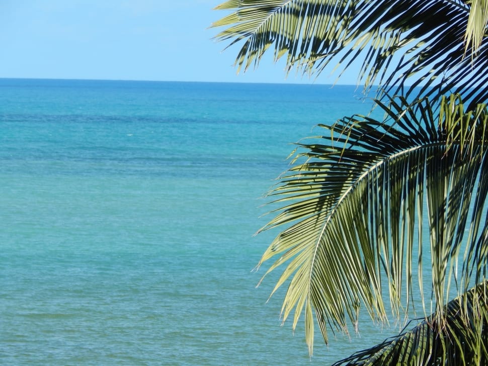 Mar, Horizon, Litoral, Coconut Tree, sea, palm tree preview