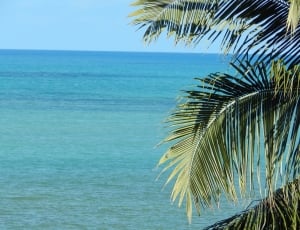 Mar, Horizon, Litoral, Coconut Tree, sea, palm tree thumbnail