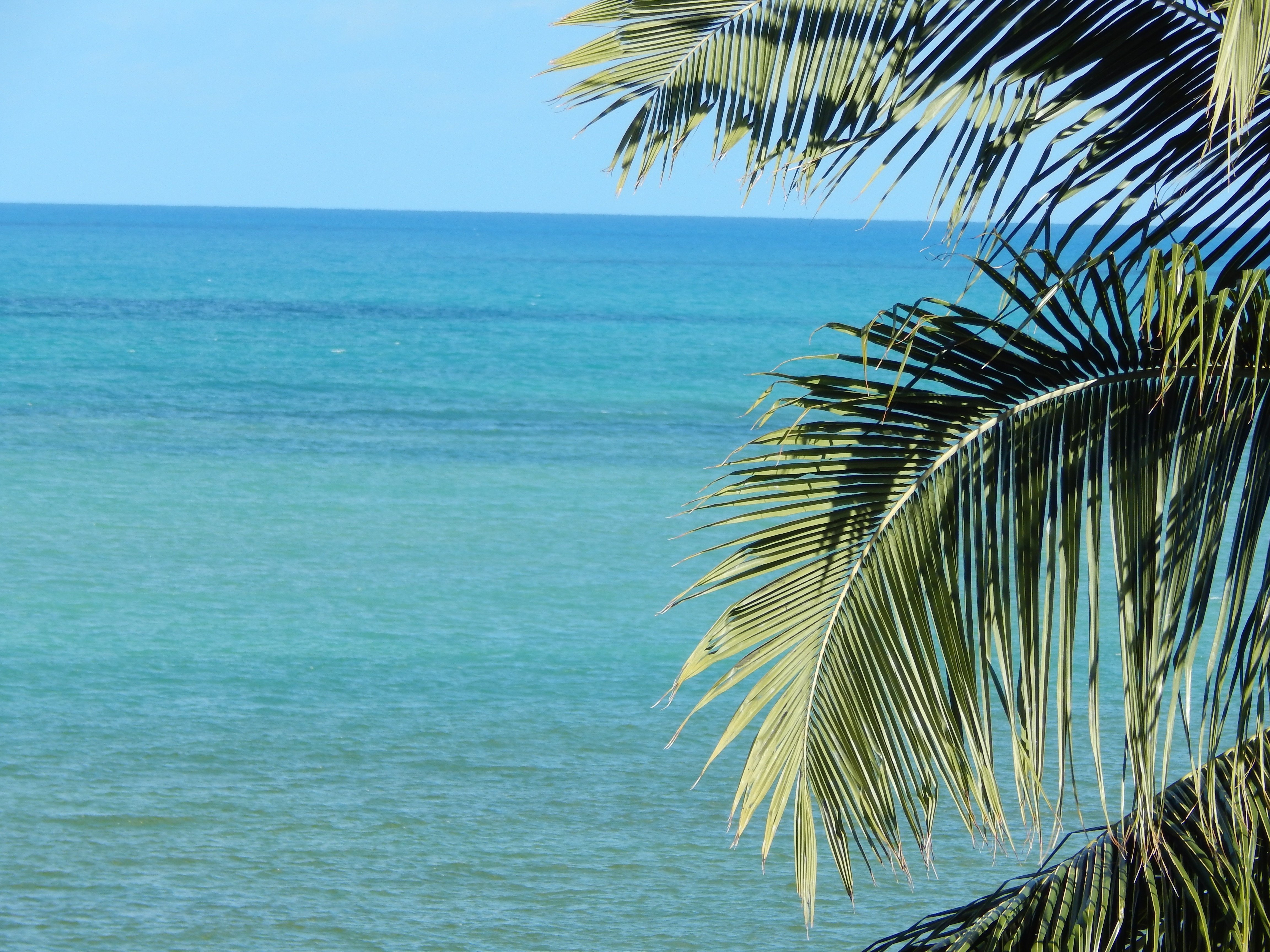 Mar, Horizon, Litoral, Coconut Tree, sea, palm tree