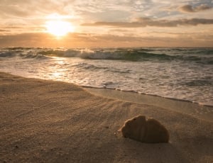 tilt shift lens photography of seashell nearby body of water during sunset thumbnail