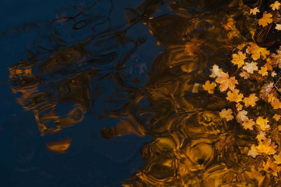 photo of leaves floating on water preview