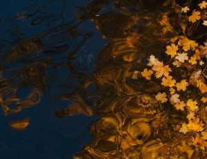 photo of leaves floating on water thumbnail