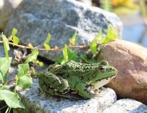 green frog sitting on rack during daytime thumbnail