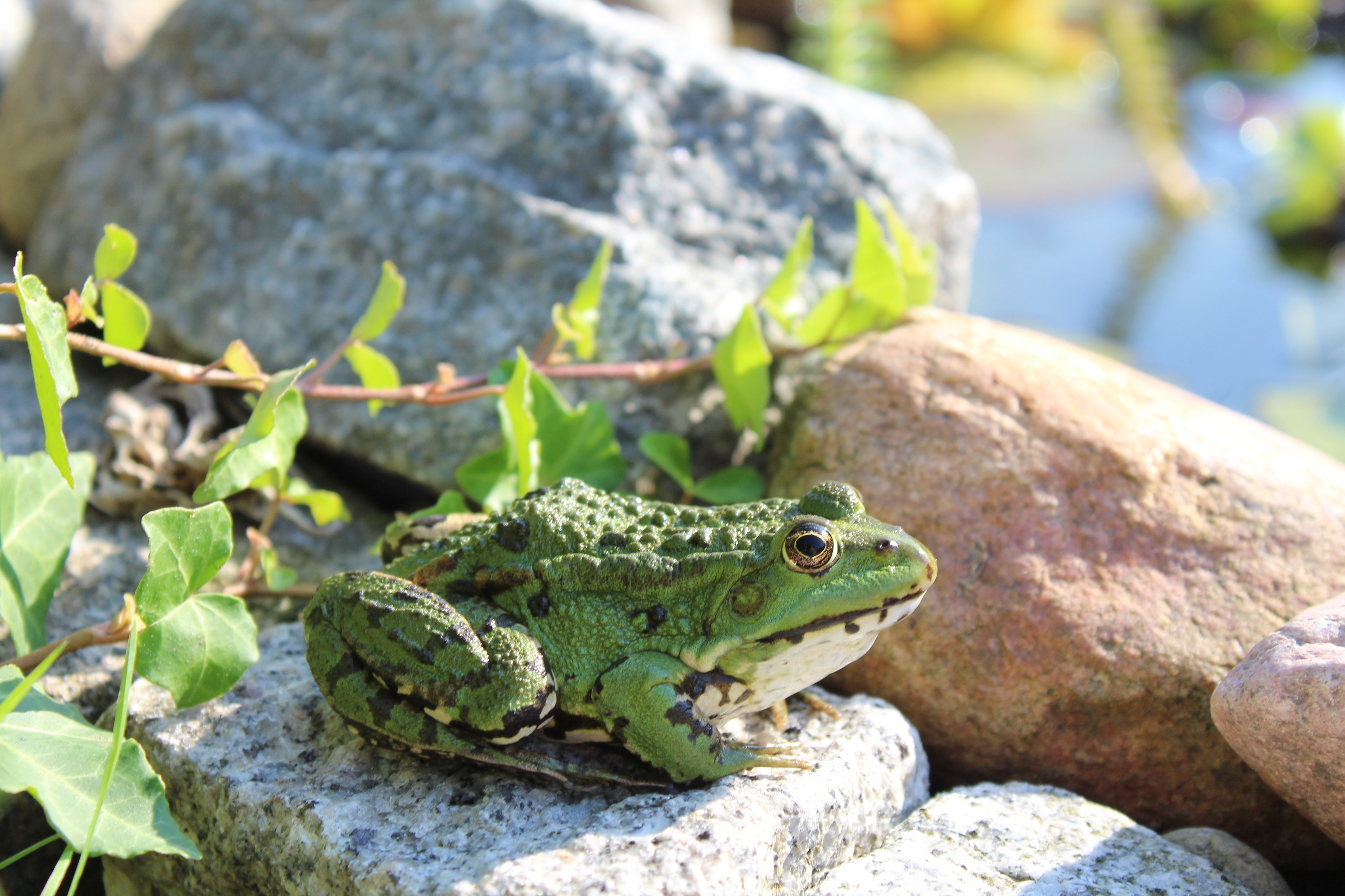 green frog sitting on rack during daytime