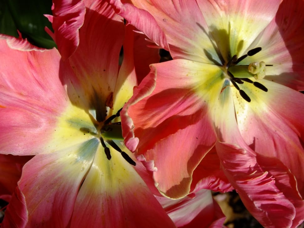 pink and yellow flowers preview