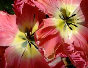 pink and yellow flowers thumbnail