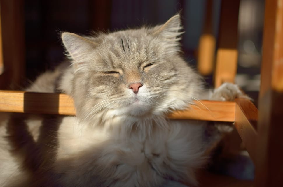 gray long-coated cat sleeping on brown wooden frame preview