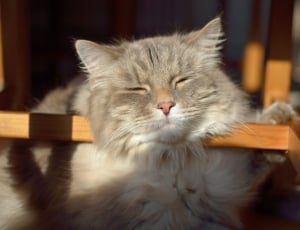 gray long-coated cat sleeping on brown wooden frame thumbnail