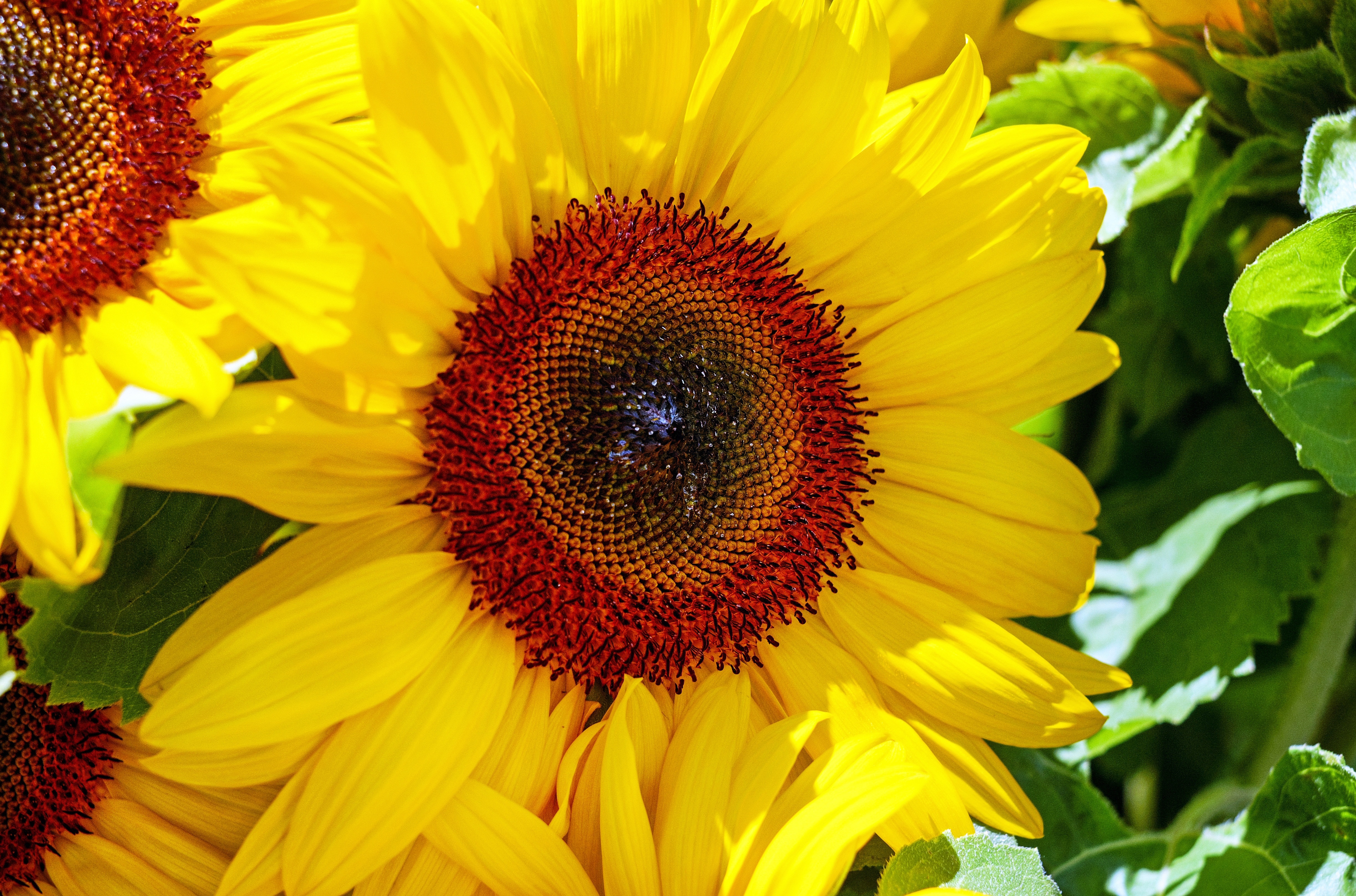 sunflower plant