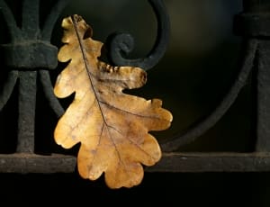 brown tree leaf thumbnail
