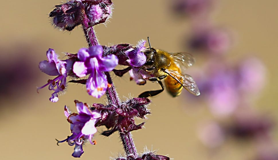 Macro, Flower, Pollen, Beauty, Bee, purple, insect preview