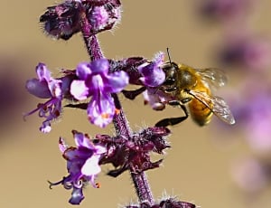 Macro, Flower, Pollen, Beauty, Bee, purple, insect thumbnail