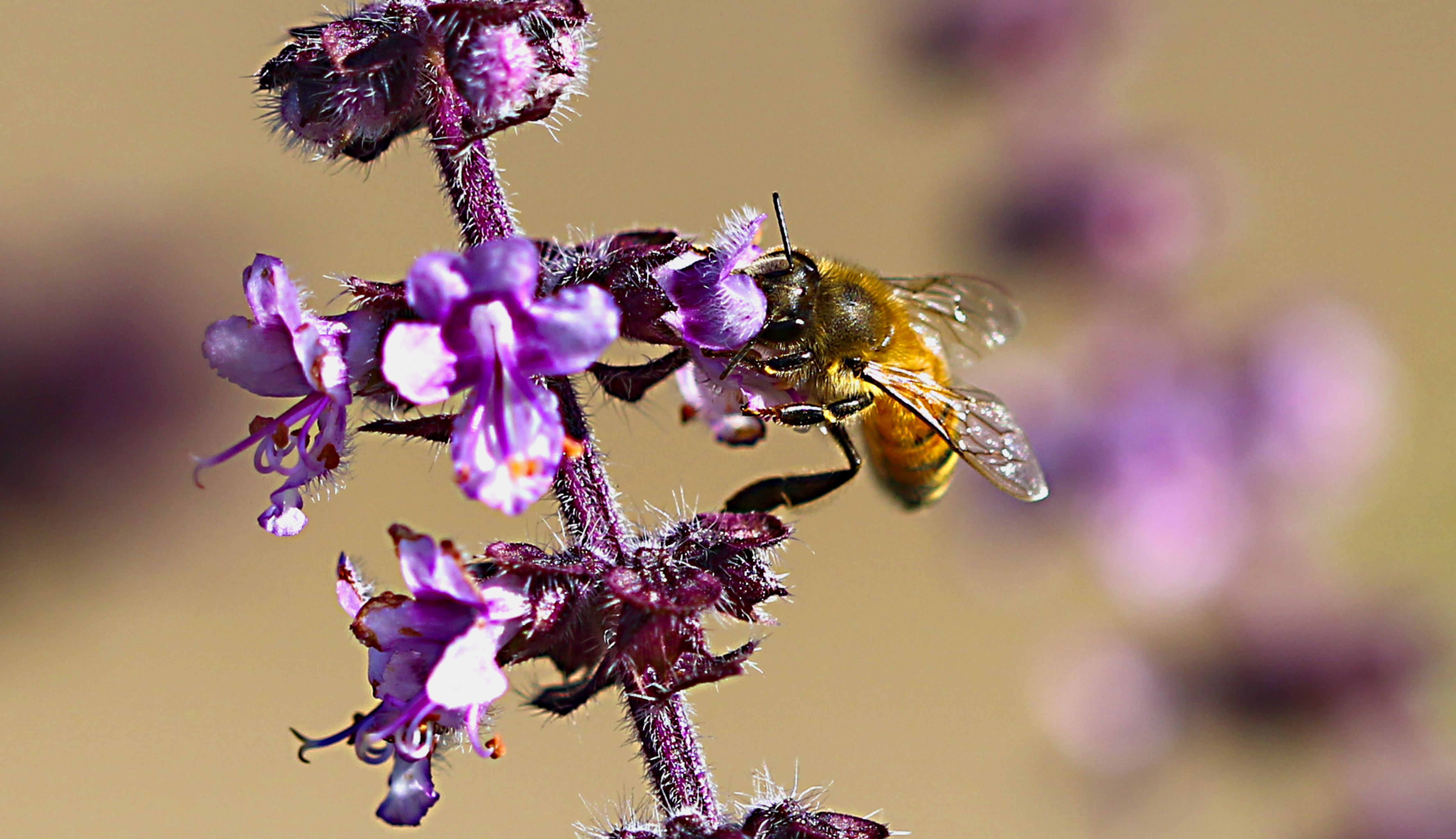 Macro, Flower, Pollen, Beauty, Bee, purple, insect