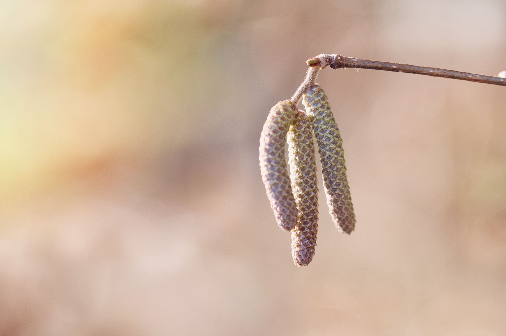 green oval fruit