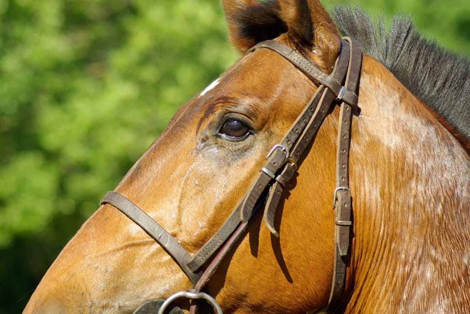 Horseback Riding, Flange, Horse, horse, one animal preview