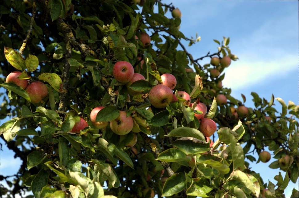 Autumn, Fruit, Apple, Apple Tree, fruit, food and drink preview