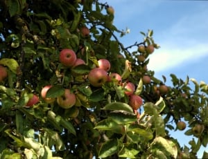 Autumn, Fruit, Apple, Apple Tree, fruit, food and drink thumbnail