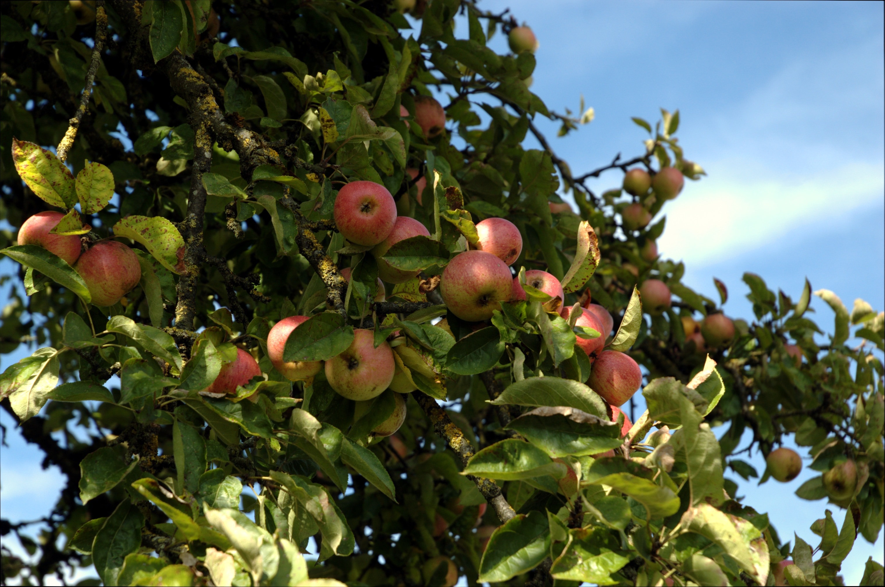 Autumn, Fruit, Apple, Apple Tree, fruit, food and drink