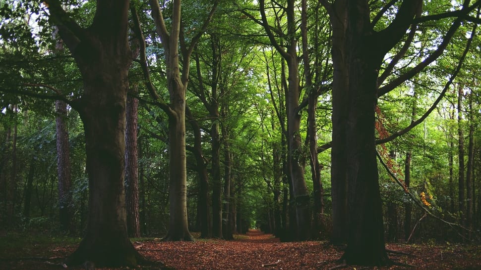 green leafed tree preview