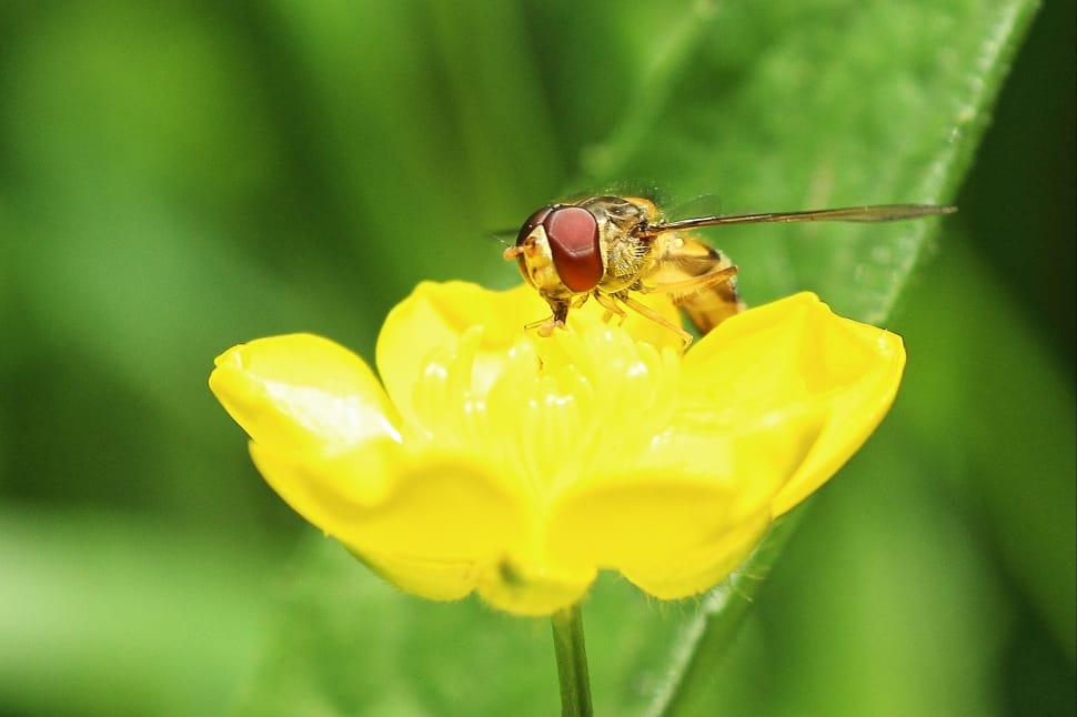 Hoverfly, Buttercup, Macro, flower, insect preview
