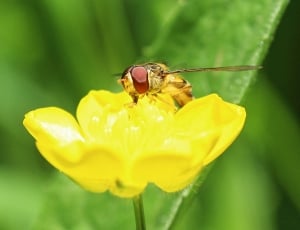 Hoverfly, Buttercup, Macro, flower, insect thumbnail
