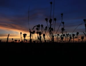 plant field silhouette thumbnail