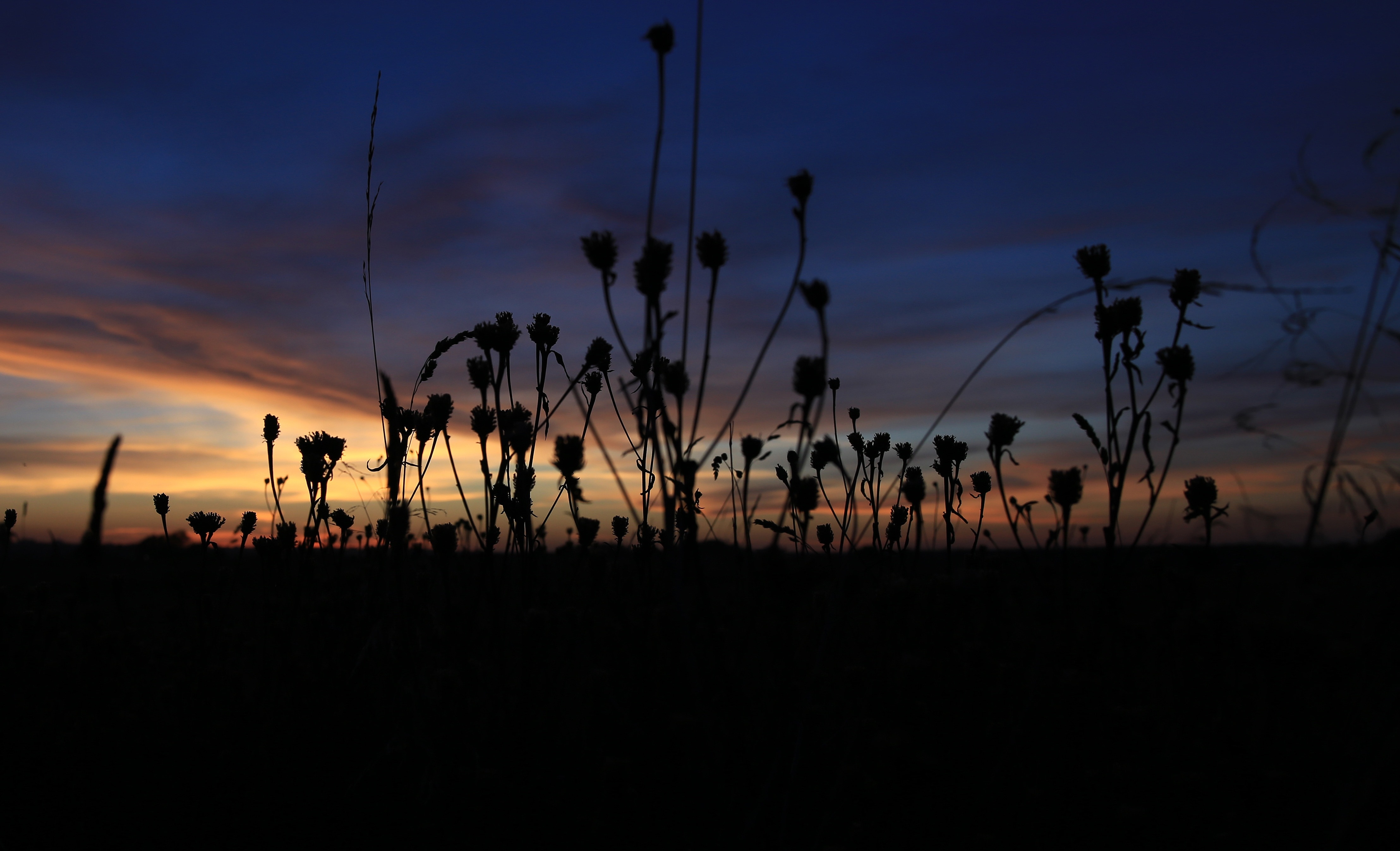 plant field silhouette