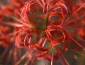 Spider Lily thumbnail