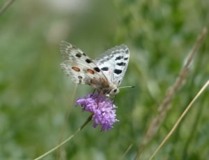 white and black dotted butterfly thumbnail