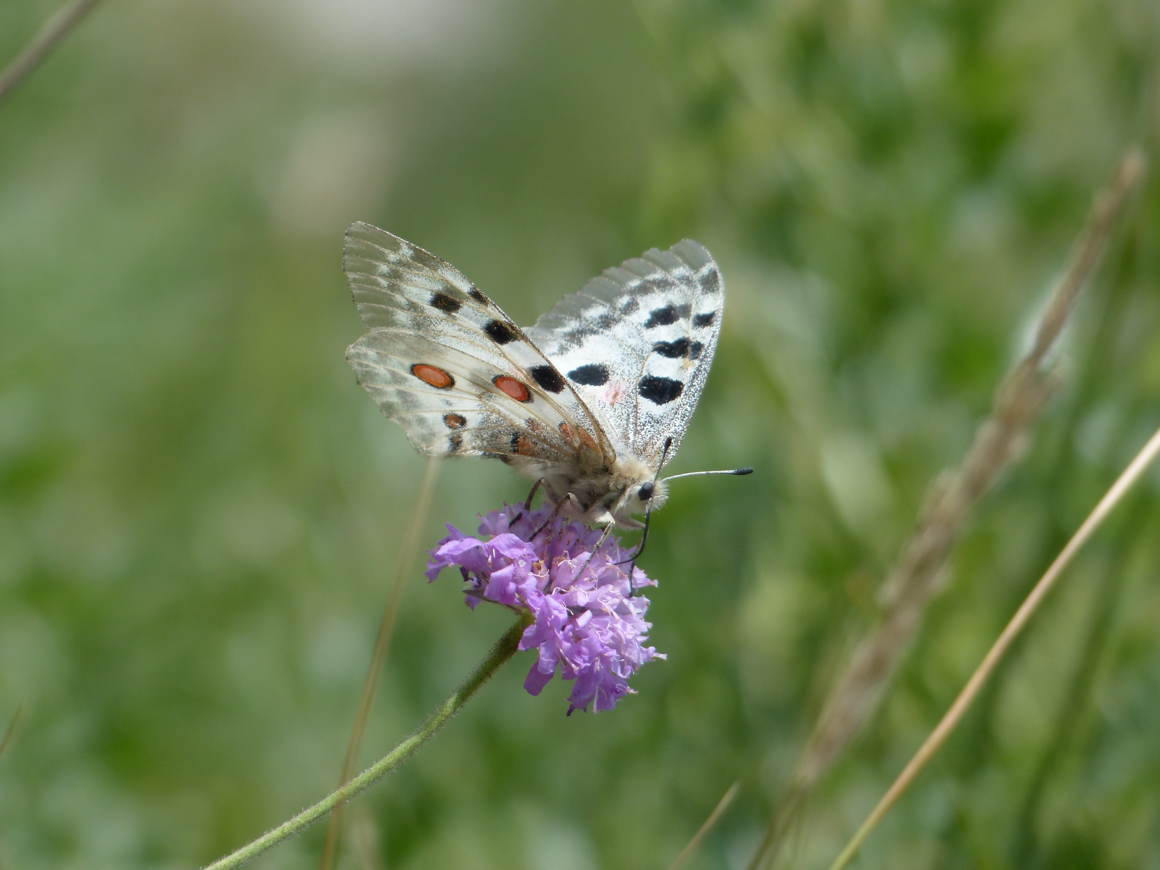 white and black dotted butterfly