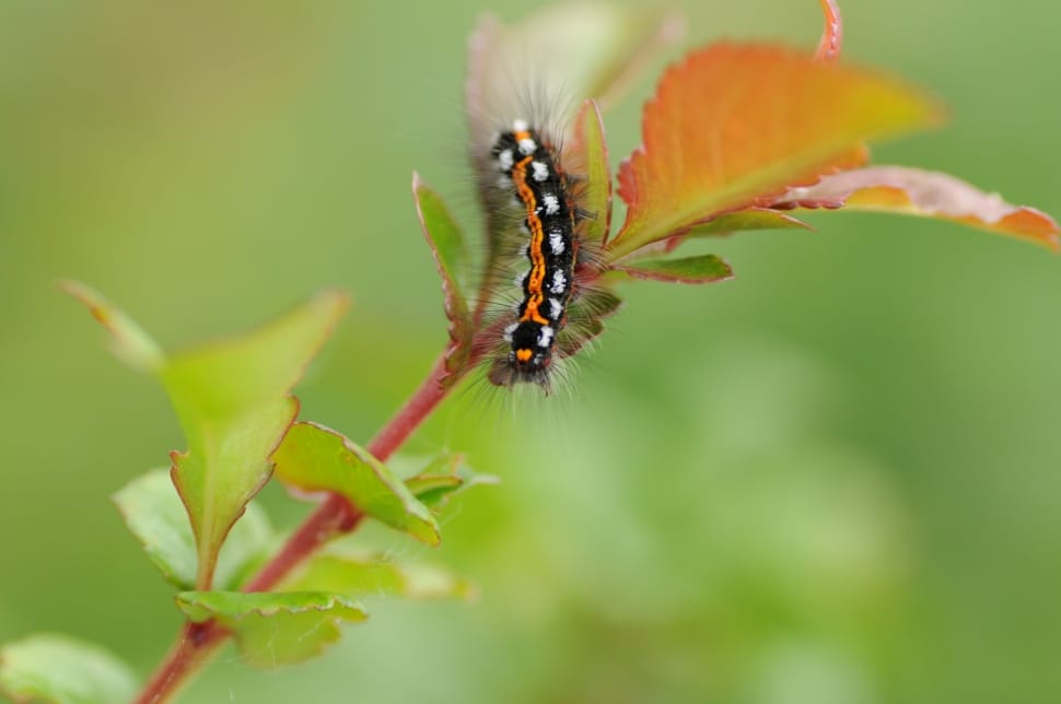 orange and black moth caterpillar perched on green leaf preview