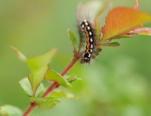 orange and black moth caterpillar perched on green leaf thumbnail