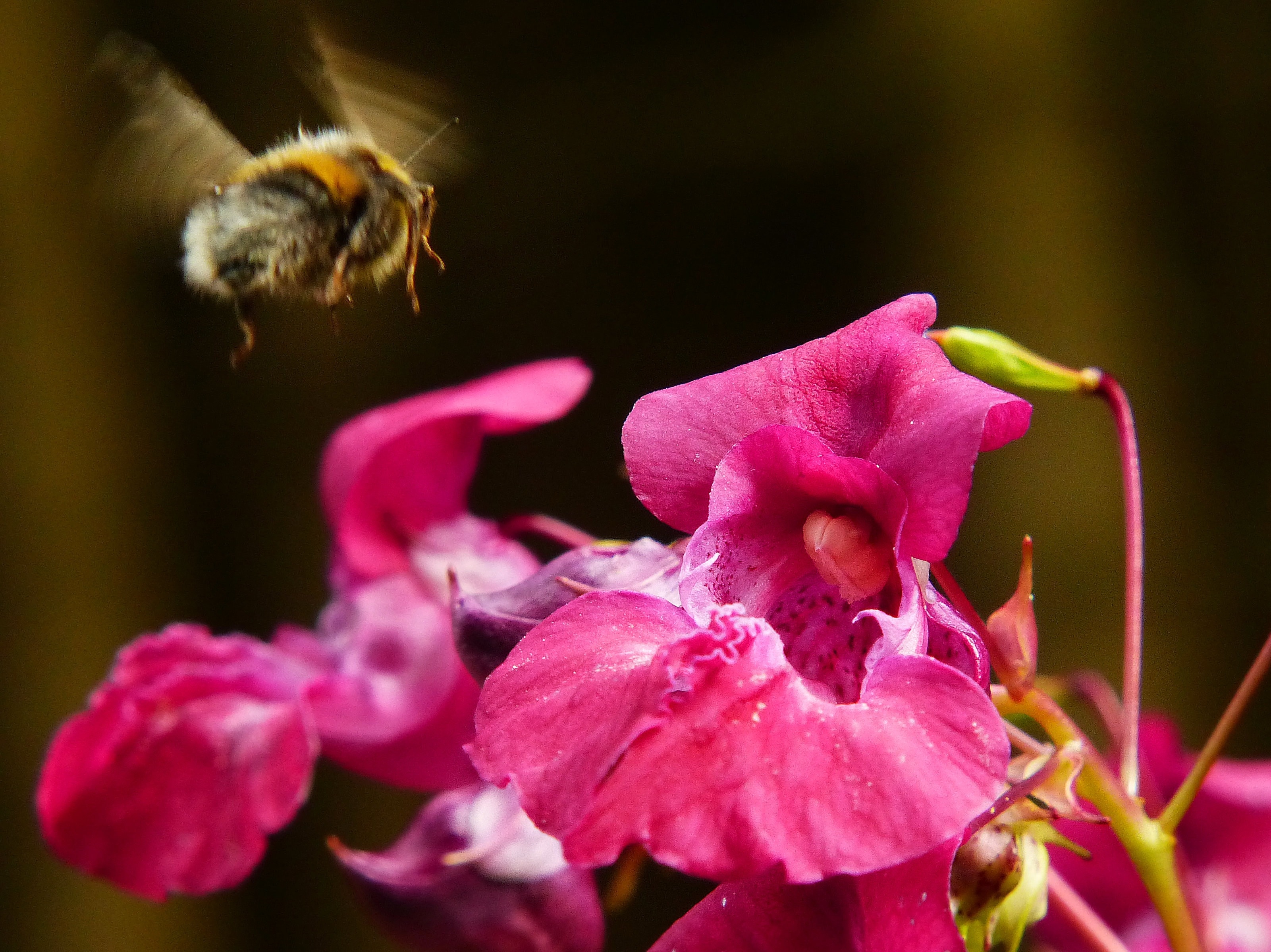 Растение с нектаром. Розовый растение с нектаром. Пчелиный бальзамин. Индийский Springkraut. Гималайская пчела.