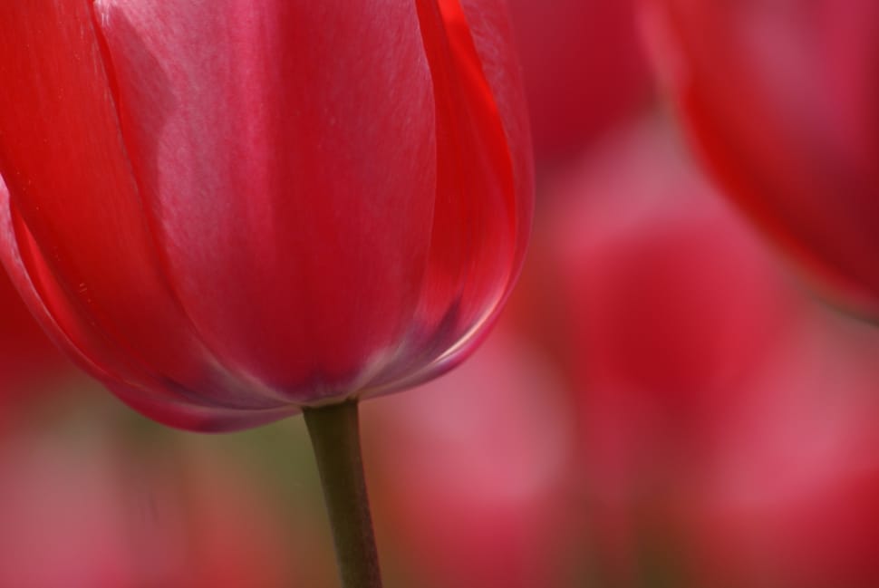 red Tulip close up preview