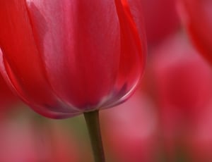 red Tulip close up thumbnail