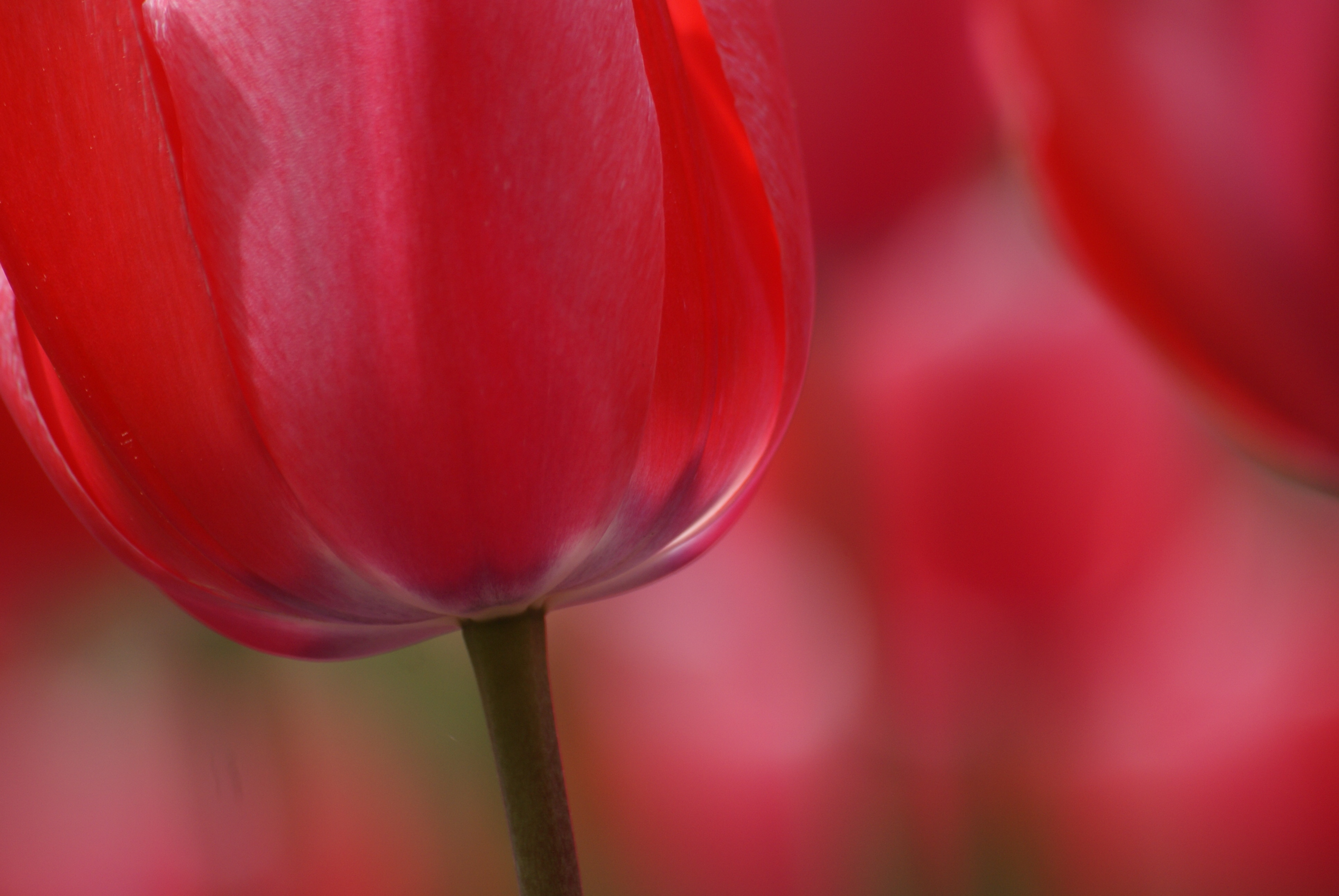 red Tulip close up