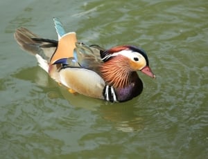 brown gray and white duck on water at daytime thumbnail