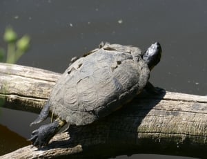 gray turtle thumbnail
