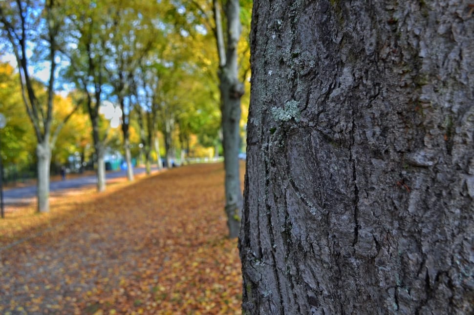 trees with leaves falling down near street during daytime preview