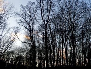 photography of winter forest on a sunny day thumbnail