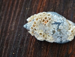 white stone on brown wooden surface thumbnail
